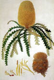 Ferdinand Bauer, Showy Banksia (Banksia speciosa) Ferdinand Bauer, Showy Banksia (Banksia speciosa)
