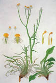 Ferdinand Bauer, Winged Everlasting (Ammobium alatum) Ferdinand Bauer, Winged Everlasting (Ammobium alatum)
