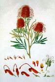 Ferdinand Bauer, Red Silky Oak (Grevillea banksii) Ferdinand Bauer, Red Silky Oak (Grevillea banksii)