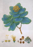 Ferdinand Bauer, Silver Box (Eucalyptus pruinosa) Ferdinand Bauer, Silver Box (Eucalyptus pruinosa)