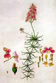 Ferdinand Bauer, Climbing Triggerplant (Stylidium scandens) Ferdinand Bauer, Climbing Triggerplant (Stylidium scandens)