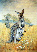 Faulk Kautzner, Kangaroo