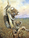 Faulk Kautzner, Koala