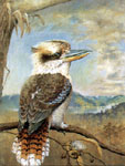 Faulk Kautzner, Kookaburra
