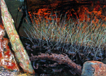 Neville Pilven, Kakadu Memory I