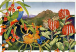 Ngaire Sales - Stirling Ranges Ngaire Sales - Stirling Ranges
