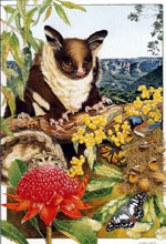 Ngaire Sales - Mountain -Flora And Fauna Ngaire Sales - Mountain -Flora And Fauna