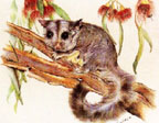 Geraldine Simmons, Glider Geraldine Simmons, Glider